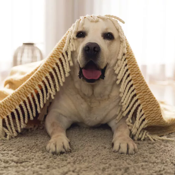 MAQUINA CORTAPELOS RED MASCOTAS TME - Image 10